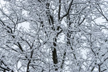 Leafless silhouette of the branches and boughs of the tree covered with the snow. Beautiful winter nature scenery.