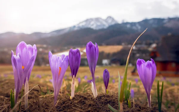 Blooming Crocuses Spring Mountains Mount Giewont Background Nature Coming Back — Stock Photo, Image