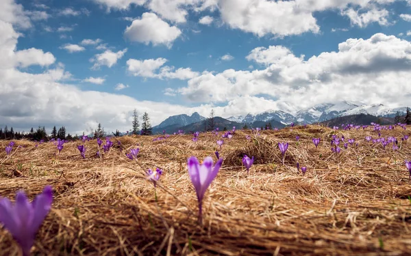 Chocholowska Tal Blühende Lila Krokusse Westliche Tatra Giewont Hintergrund Fokus — Stockfoto