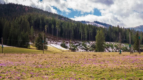 Valle Chocholowska Alfombra Cocodrilos Flor Parque Nacional Tatra —  Fotos de Stock
