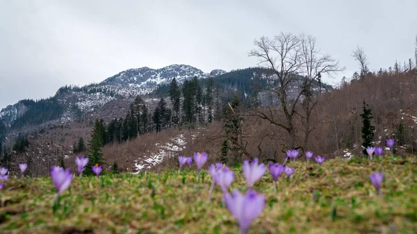 Krokusse Koscieliska Tal Hintergrund Schneebedeckte Berge Schärfe Hintergrund Vorfrühling Koscielisko — Stockfoto