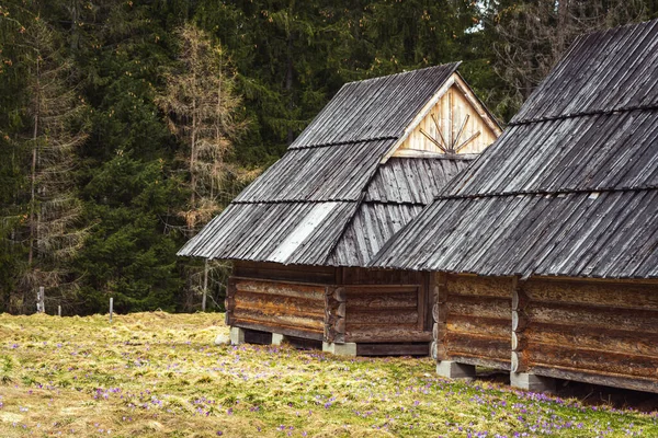 Traditional, little, wooden buildings in Chocholowska Valley, Tatra National Park, Poland. Early spring, blooming field of purple crocuses. Spruce forest in the background.