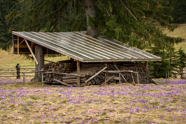 Wooden wood shed located under huge spruce. Old-fashioned fence surrounding the shed. Meadow with purple crocuses in bloom. Spring in Chocholowska Valley, Tatra National Park, Poland.