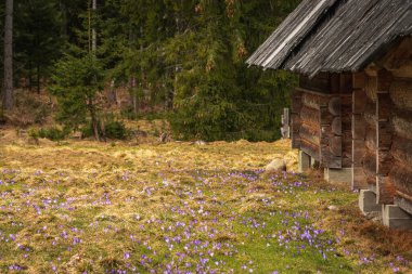 Geleneksel, küçük, ahşap binalar Chocholowska Vadisi, Tatra Ulusal Parkı, Polonya. İlkbaharın başlarında, çiçek açan mor timsah tarlaları. Arka planda ladin ormanı. 