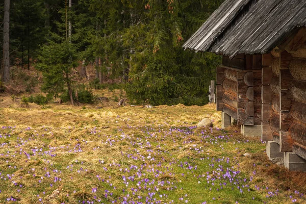 Traditional Little Wooden Buildings Chocholowska Valley Tatra National Park Poland — Stock Photo, Image