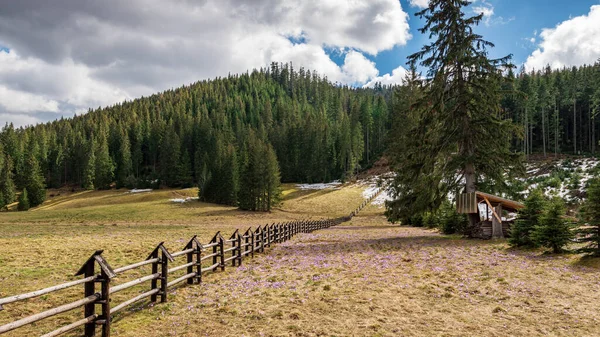 Crocuses symbol of the Tatra Mountains in spring. A carpet of purple flowers in the Chocholowska Valley. Wooden fence in the foreground. Spring