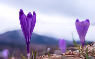Güzel timsahlar ve taze çimenler Podhale 'de baharın başlangıcını simgeliyor. Arka planda bulanık dağlar. Koscielisko, Polonya.