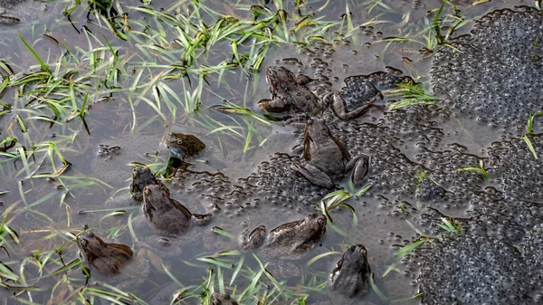 Frogs spawn in the pond. Frog mating season
