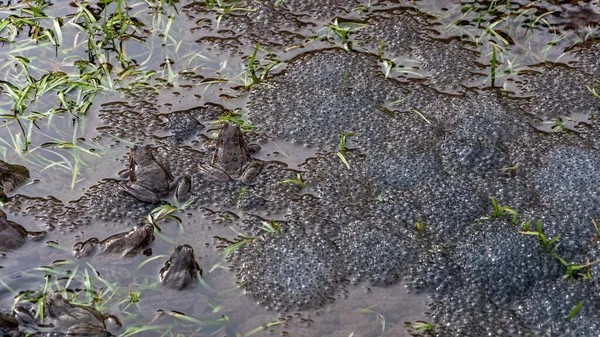 Kurbağalar gölette yumurtlarlar. Kurbağa çiftleşme mevsimi