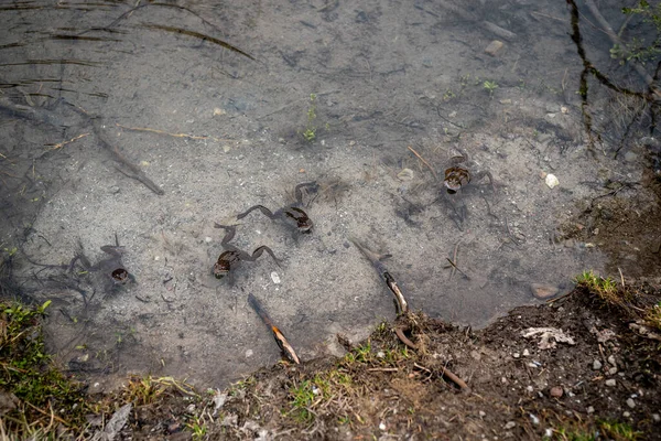 개구리가 뒹굴고 — 스톡 사진