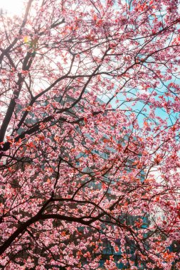 Ön planda güzel çiçek açan bir meyve ağacı tüm çerçeveyi doldurur. Arka planda bir konut binası