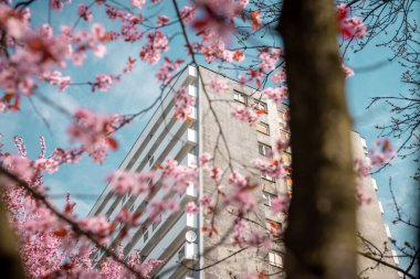 Beyaz balkon şeritli apartman bloğu. Ön planda pembe çiçekli meyve ağaçları var. Bahar