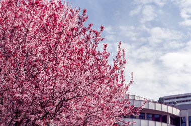 Doğa ve mimari. Ön planda çok güzel çiçek açan bir ağaç. Arka planda beton binalar var. Mavi gökyüzü. Bahar geldi.