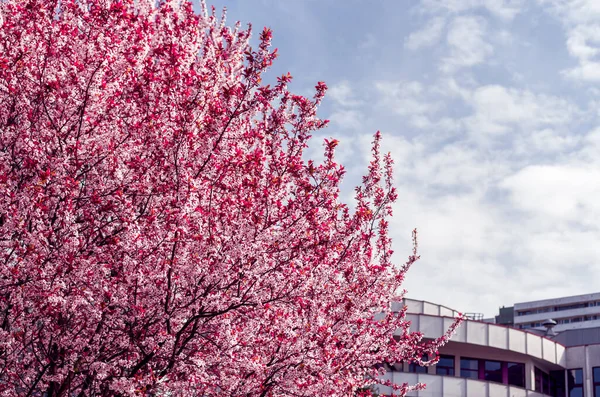 stock image Nature and architecture. Beautifully blooming tree in the foreground. Concrete buildings in the background. Blue sky. Spring time