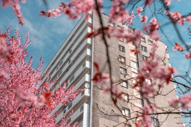 Katowice, Silezya, Polonya 'da Tysaclecie bölgesinde bir apartman dairesi. Baharda çiçek açan ağaçların arasından görülüyor. Arka planda mavi gökyüzü.