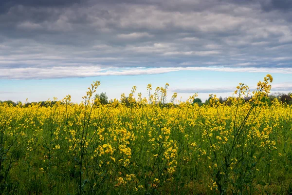 Цветущее Поле Рапса Красивые Желтые Цветы Весной Красивые Красочные Слои — стоковое фото