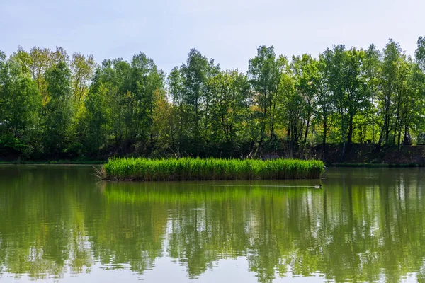 Petit Lac Rzesa Situé Dans Parc Bazantarnia Siemianowice Silésie Pologne — Photo