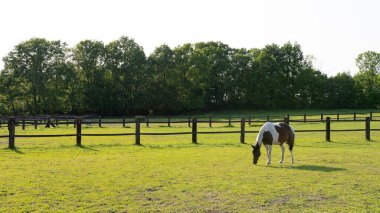 Çayırdaki güzel benekli at. Öğleden sonra güneş ışığı. Açık mavi gökyüzü.