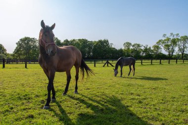 Otlaktaki güzel atlar. Öğleden sonra güneş ışığı. Açık mavi gökyüzü.