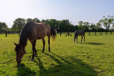 Otlaktaki güzel atlar. Öğleden sonra güneş ışığı. Açık mavi gökyüzü.