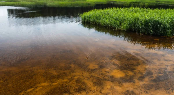 Fundo Arenoso Lago Correntes Verdes Suculentas Pato Solitário Centro Moldura — Fotografia de Stock