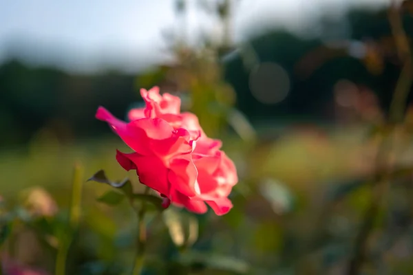 Beautiful pink rose in a rose garden lit by the setting sun