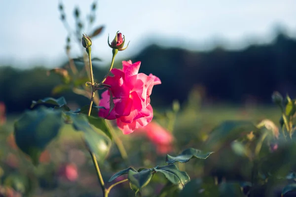 Beautiful pink rose in a rose garden lit by the setting sun