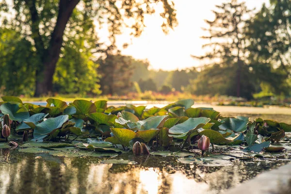 Lírios Água Uma Lagoa Iluminada Pelo Sol Poente Parque Silesiano — Fotografia de Stock