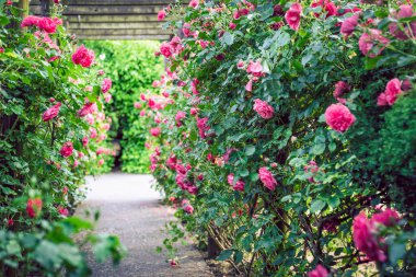 Güzel pembe güllerle kaplı ahşap pergola. Tahta bahçe destek sistemi. Trellis. Gül bahçesi. Chorzow, Silesian Parkı.