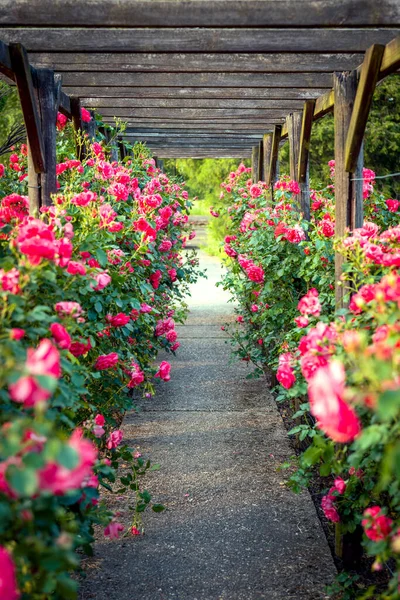 Güzel pembe güllerle kaplı ahşap pergola. Tahta bahçe destek sistemi. Trellis. Gül bahçesi. Chorzow, Silesian Parkı.