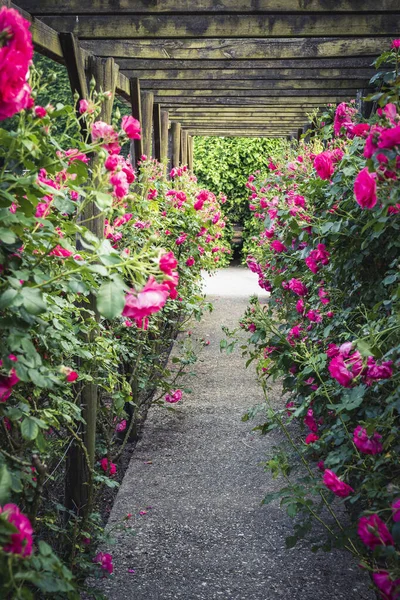 Pergola Bois Envahie Belles Roses Roses Structure Support Jardin Bois Image En Vente