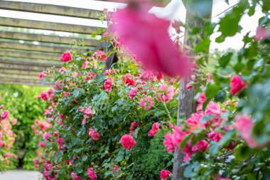 Güzel pembe güllerle kaplı ahşap pergola. Tahta bahçe destek sistemi. Trellis. Gül bahçesi. Chorzow, Silesian Parkı.