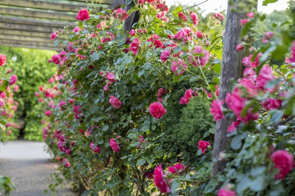 Güzel pembe güllerle kaplı ahşap pergola. Tahta bahçe destek sistemi. Trellis. Gül bahçesi. Chorzow, Silesian Parkı.