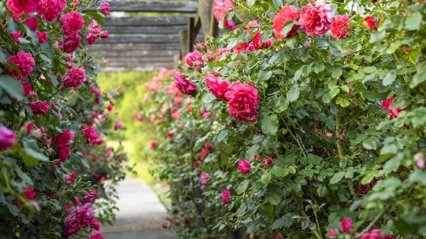 Wooden Pergola Overgrown Beautiful Pink Roses Wooden Garden Support Structure Stock Image