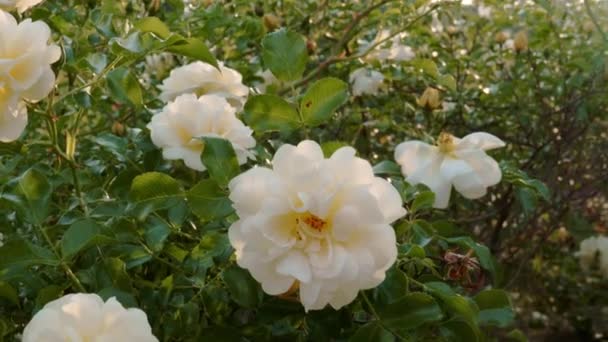 Weiße Rosen Bei Sonnenuntergang Rosengarten — Stockvideo