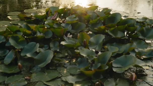 Seerosen Einem Teich Bei Sonnenuntergang — Stockvideo