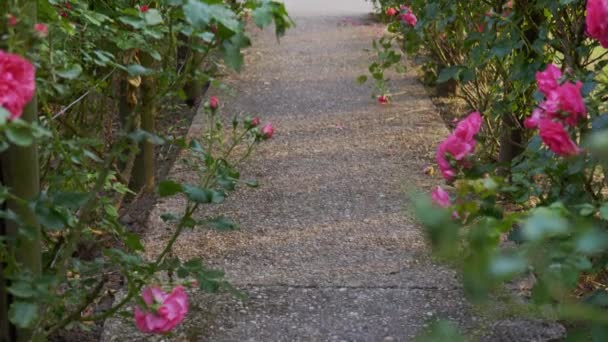 Pérgola Madera Cubierta Hermosas Rosas Rosadas Estructura Soporte Jardín Madera — Vídeos de Stock