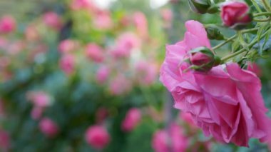 Güzel pembe bir gülü yakından çek. Odak noktasını değiştiriyorum. Güzel pembe güllerle kaplı ahşap pergola. Tahta bahçe destek sistemi. Trellis. Gül bahçesi. Chorzow, Silesian Parkı.