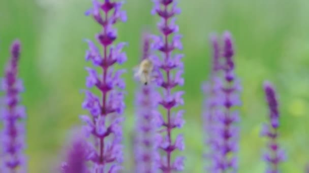 Primer Plano Flores Salvia Abejas Volando Alrededor Flores Polinización — Vídeos de Stock