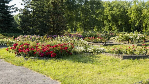 Rose Park Rose Diversi Colori Estate Chorzow Parco Della Slesia — Foto Stock