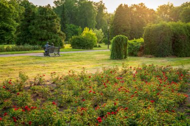 Silesian Park, Avrupa 'nın en büyük şehir parklarından biridir. Bir yaz öğleden sonra gül bahçesi. Chorzow, Polonya