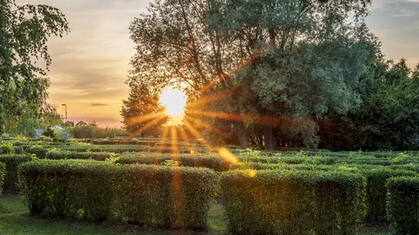 Hedge maze. The setting sun behind the trees. Beautiful park. Cegielnia Park, Zor