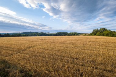Roztocze 'de bir yaz günü öğleden sonra tahıl tarlaları. Krasnobrod, Polonya