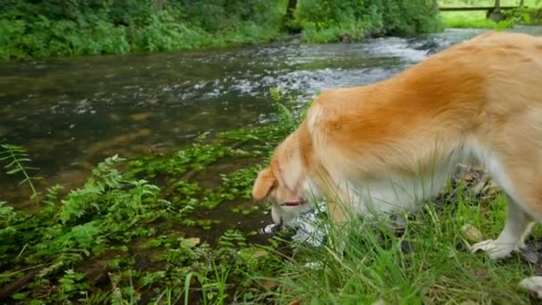 Beautiful Red Dog Drinking Crystal Clear Water River — Stock Video