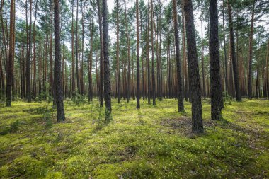 Yanında dilimlenmiş elma ve havuçla birlikte yabanmersinli glütensiz krep. Sağlıklı beslenme. Beslenme çantası