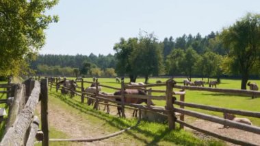 Güzel, güneşli bir yaz gününde at yarışı. Polonyalı midilli. Zwierzyniec, Florianka, Polonya