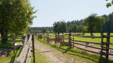 Güzel, güneşli bir yaz gününde at yarışı. Polonyalı midilli. Zwierzyniec, Florianka, Polonya