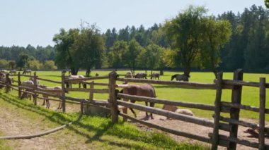 Güzel, güneşli bir yaz gününde at yarışı. Polonyalı midilli. Zwierzyniec, Florianka, Polonya