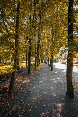 Park sokağı sonbahar ağaçlarıyla çevrili. Asfaltta yatan sarı yapraklar. Dekoratif, arka sokaktaki yüksek çimler. Pembe, metal sokak yıldırımı.