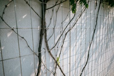 Sarmaşık için destek yapısı. Duvara monte edilmiş galvanize çelik ağ. Kare ağ. Trellis